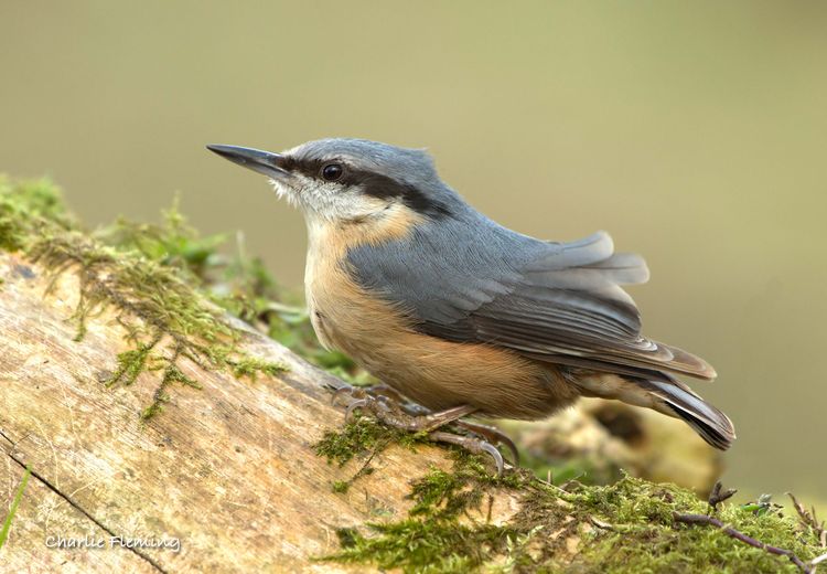 Nuthatch