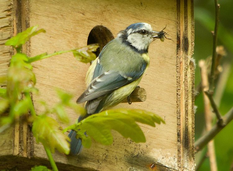 Blue Tit Blue Tit