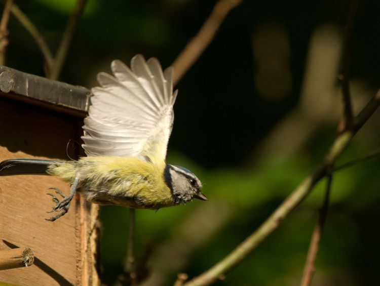 IMGP9524_edited-1 IMGP9524_edited-1