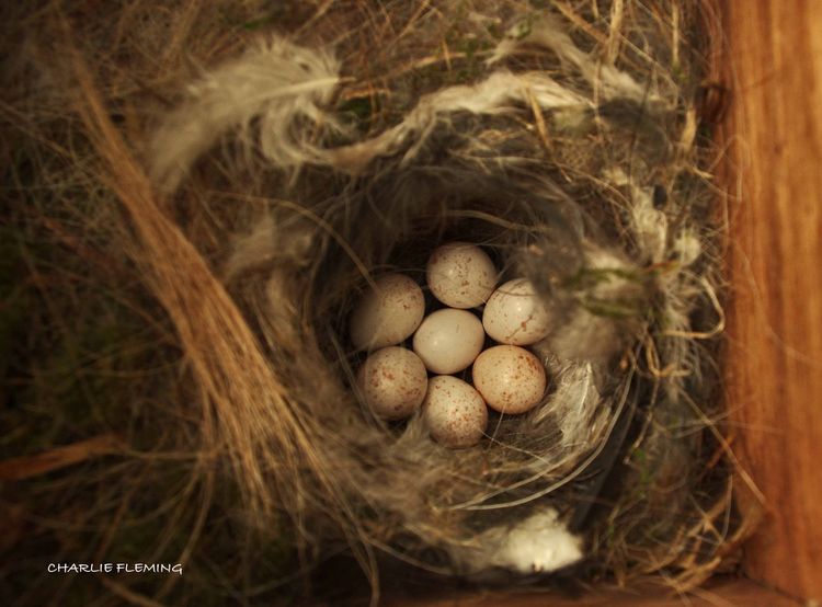Blue Tit clutch