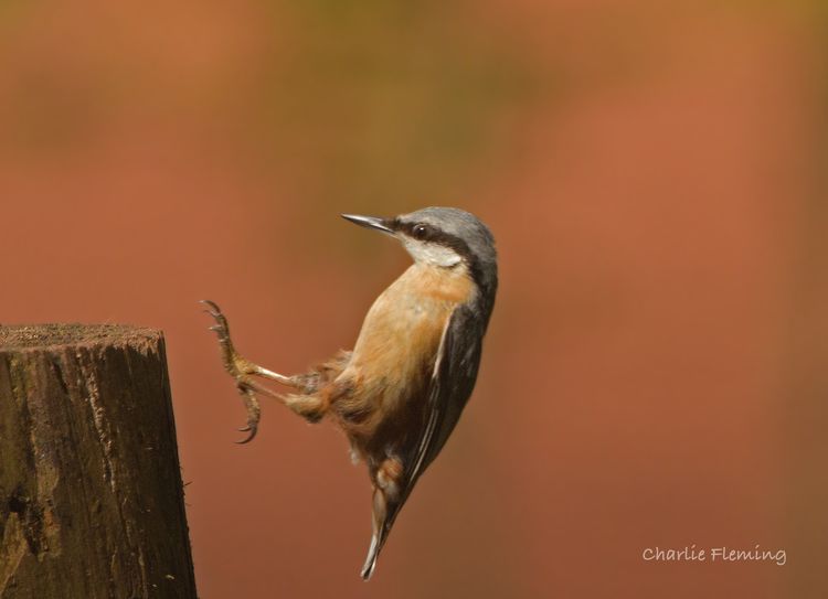 Nuthatch