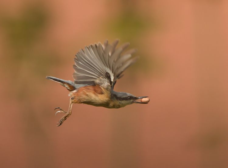 IMGP5726_edited-1 copy