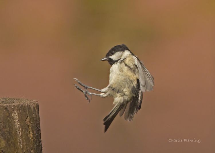 Coal Tit in flight 2