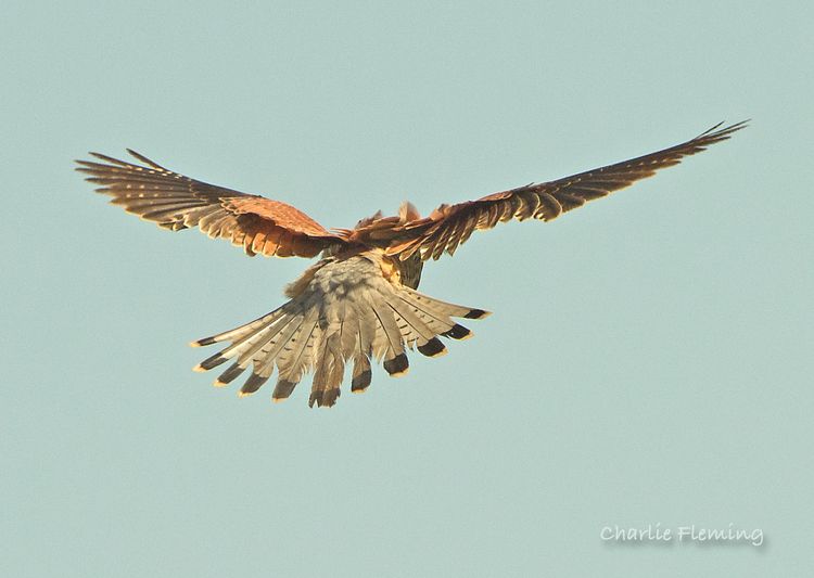 Kestrel