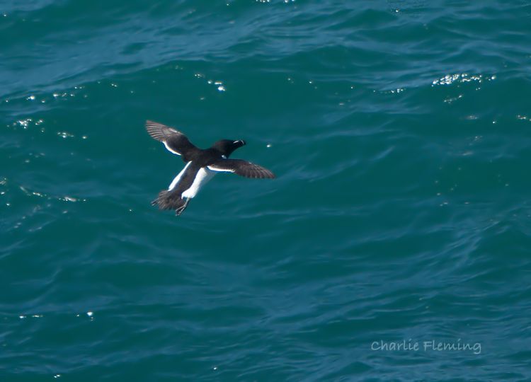 Razorbill