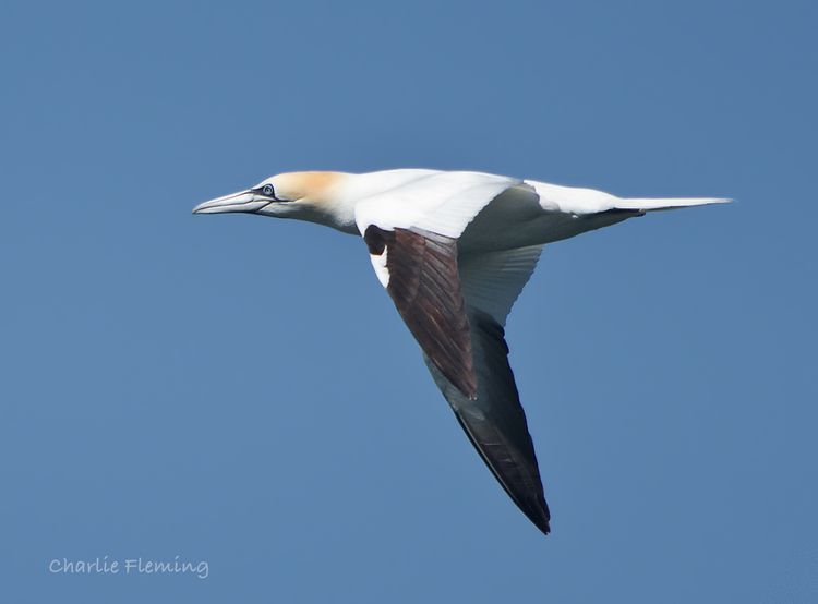 Northern Gannet