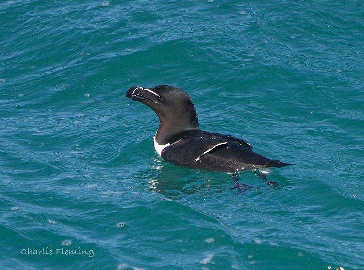 Razorbill