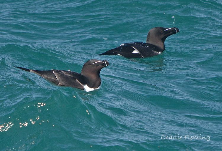 Razorbill
