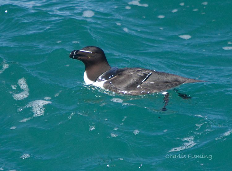 Razorbill