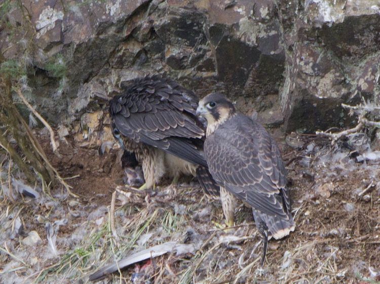 Peregrine Falcons