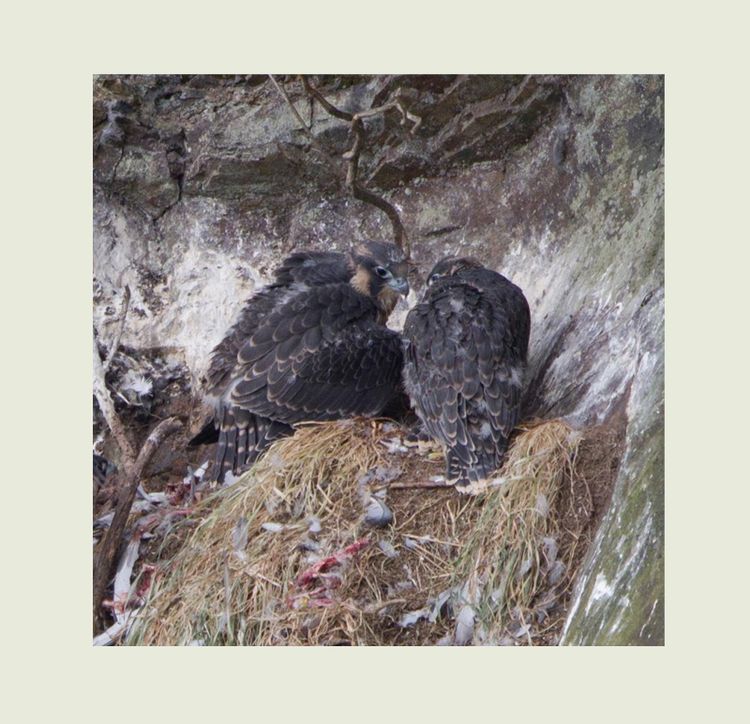 150728080.3wVsHP5H.150728080.MDGCZJZn