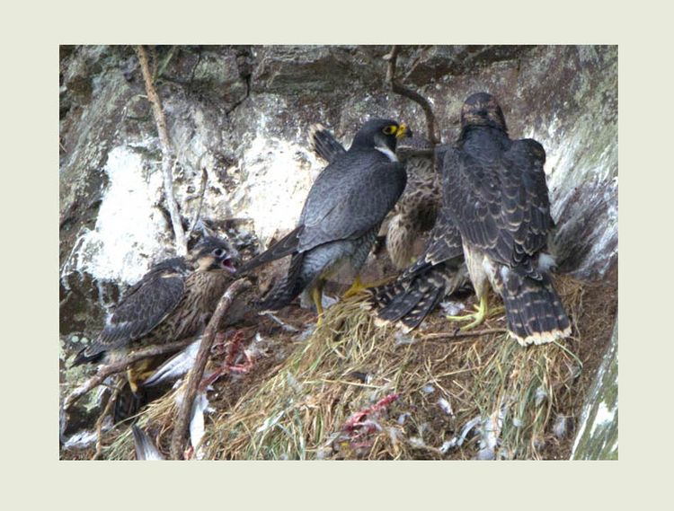 150722024.FaLuIAez.150722024.RcxoUHqg