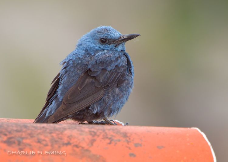 Blue Rock Thrush.