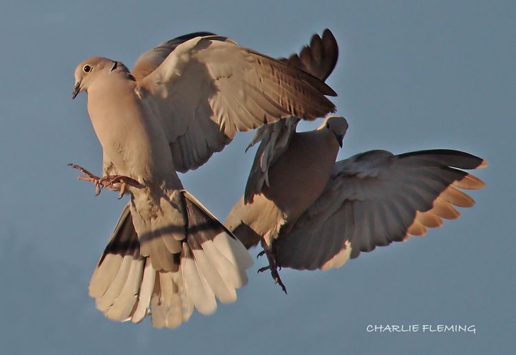 Collared Doves