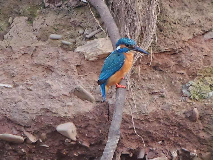 Kingfisher