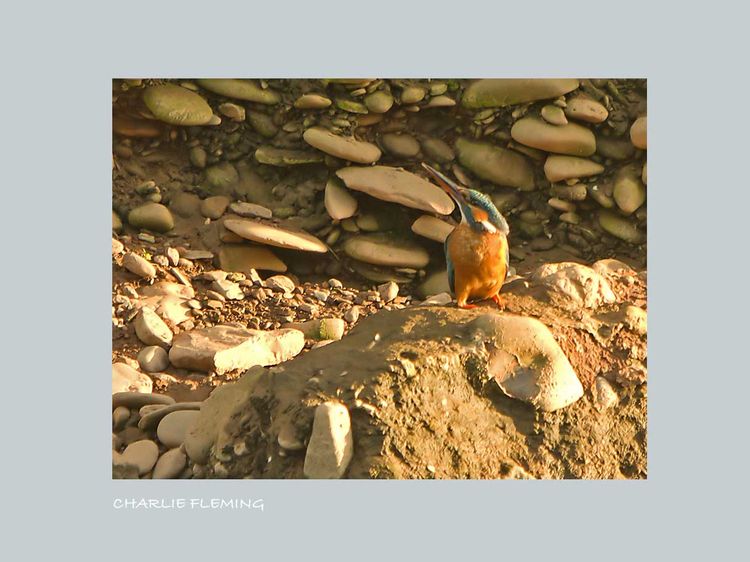 FEMALE KINGFISHER