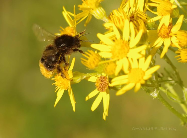 Bombus rupestris