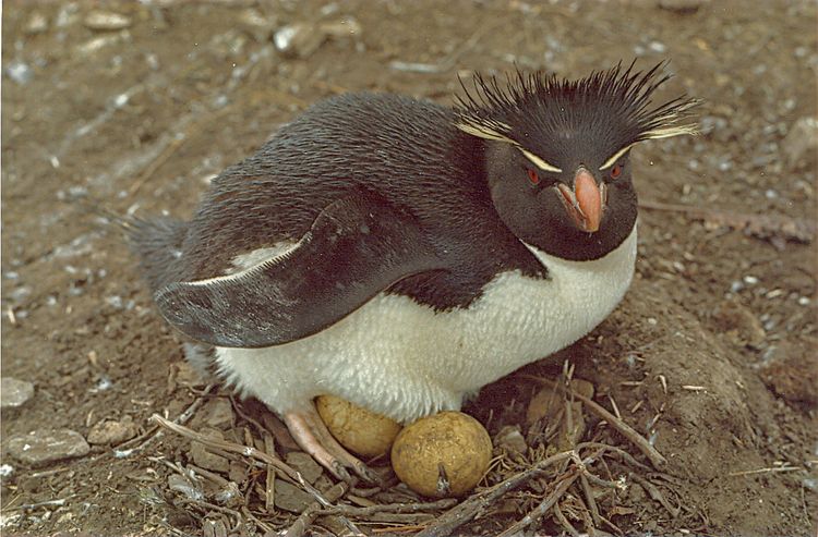 Southern Rockhopper Penguin - Eudyptes chrysocome