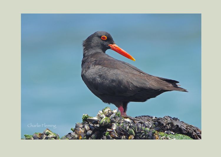African Oystercatcher