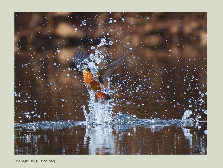 Kingfisher bathing