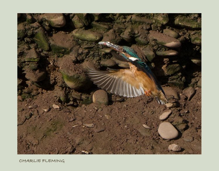 Female Kingfisher