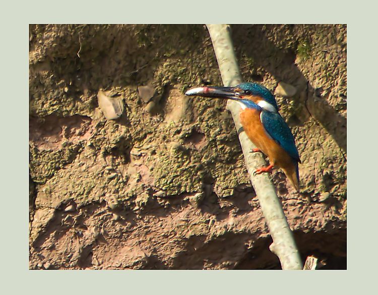 Kingfisher with minnow.
