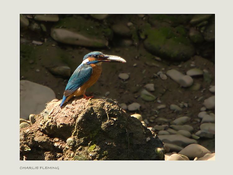 Kingfisher