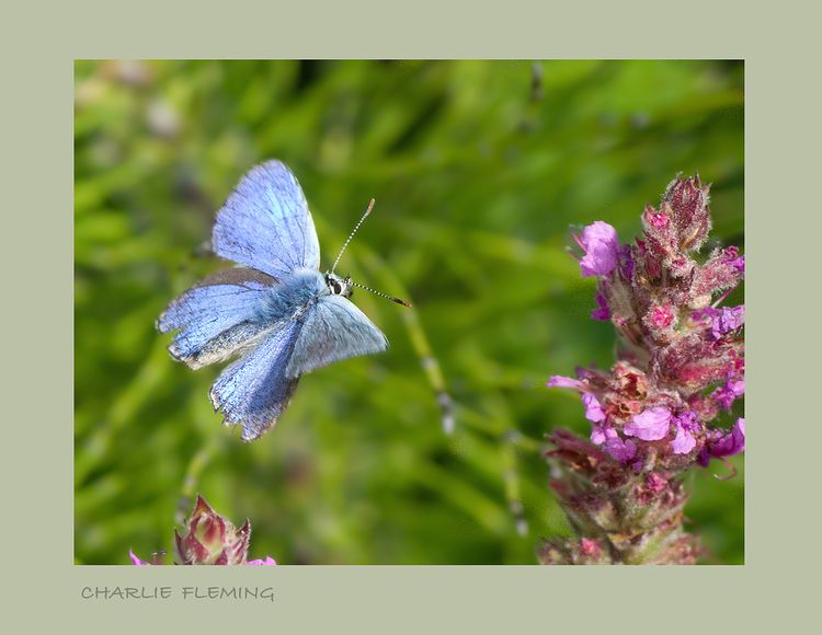 Common Blue