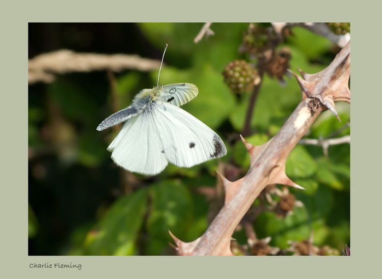 Large White