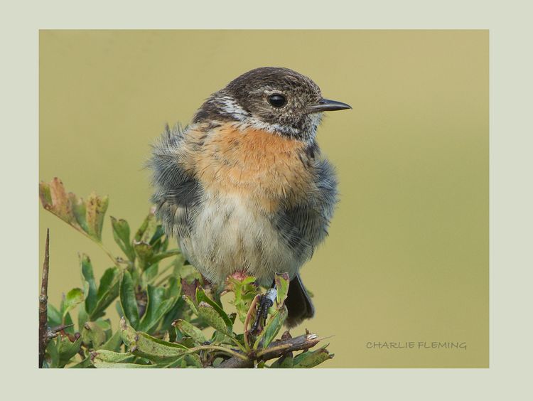 Stonechat female