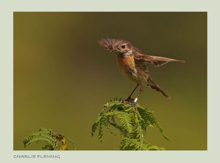 IMGP5882_edited-1 IMGP5882_edited-1