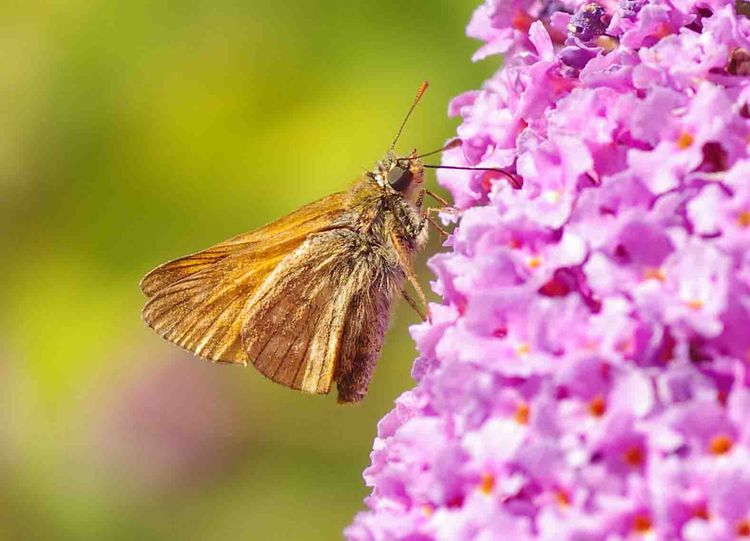 Large Skipper
