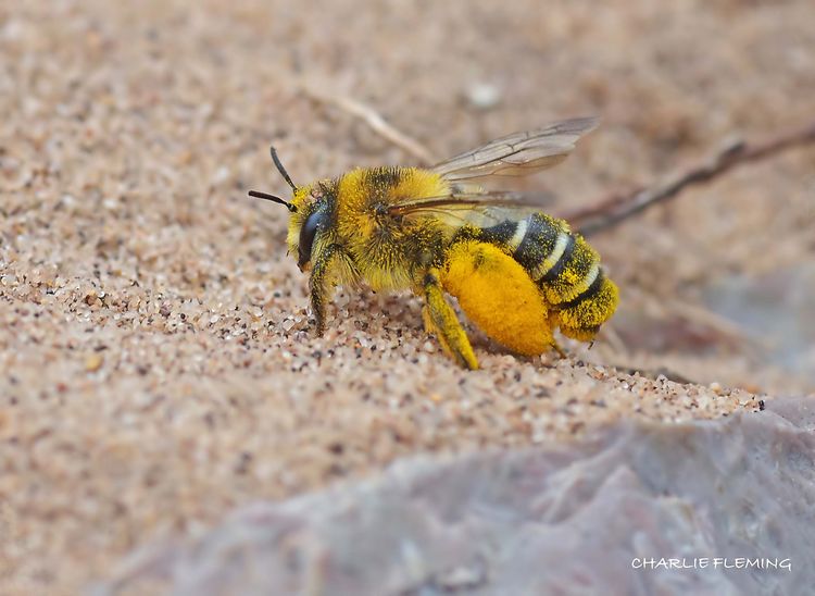 IMGP4004X_edited-1 copy