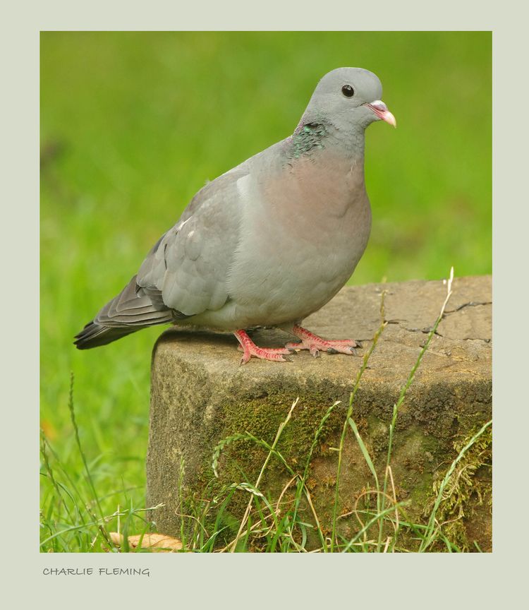 STOCK DOVE 4