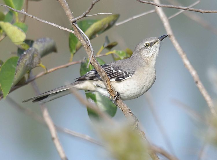 Northern Mockingbird