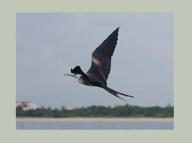 Frigatebird