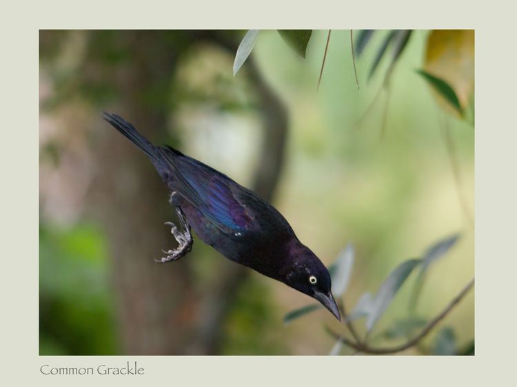 Common Grackle.