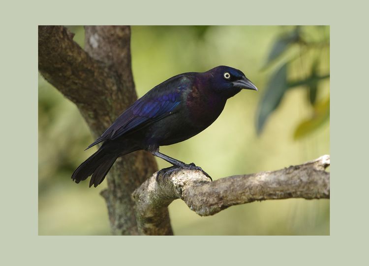 Grackle again