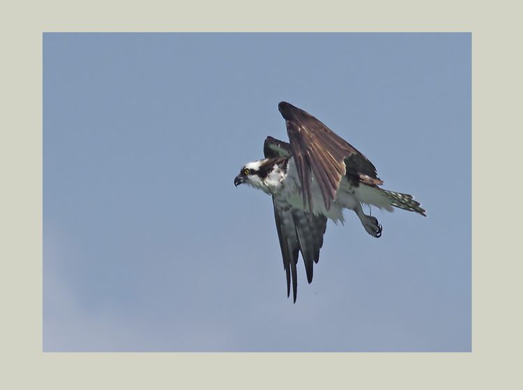 Osprey