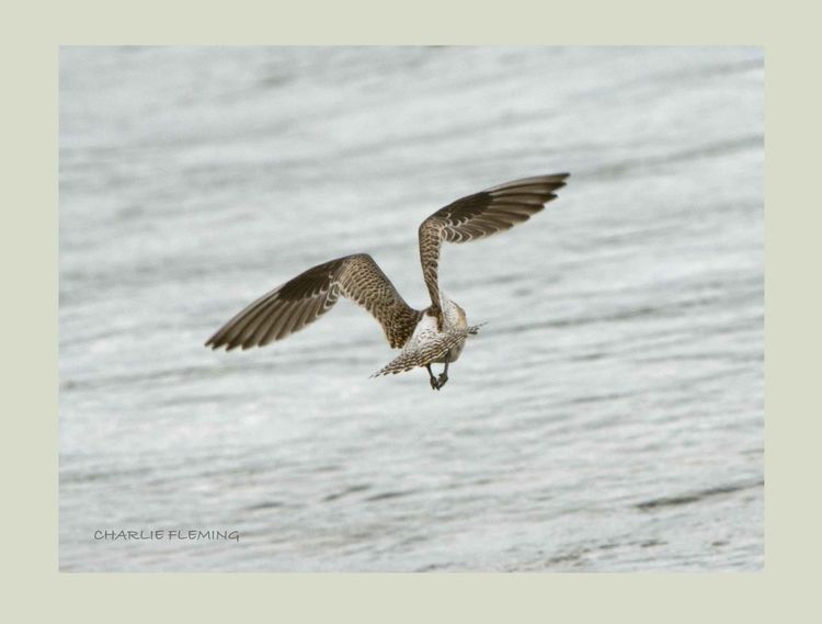 Bat tailed Godwit in flight.