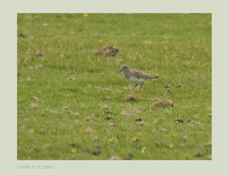 The White-rumped Sandpiper (Calidris fuscicollis)