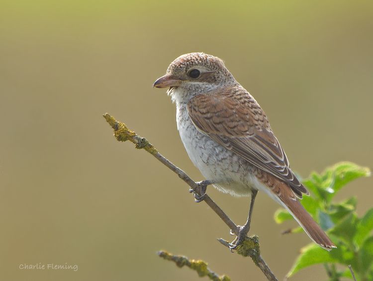 Red backed Shrike