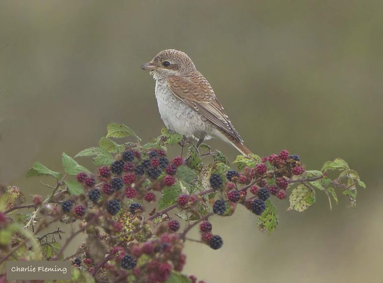 Red backed Shrike