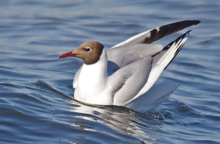 Black headed Gull adult