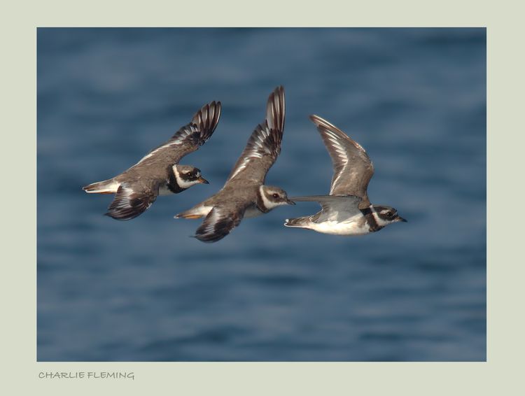 Ringed Plover