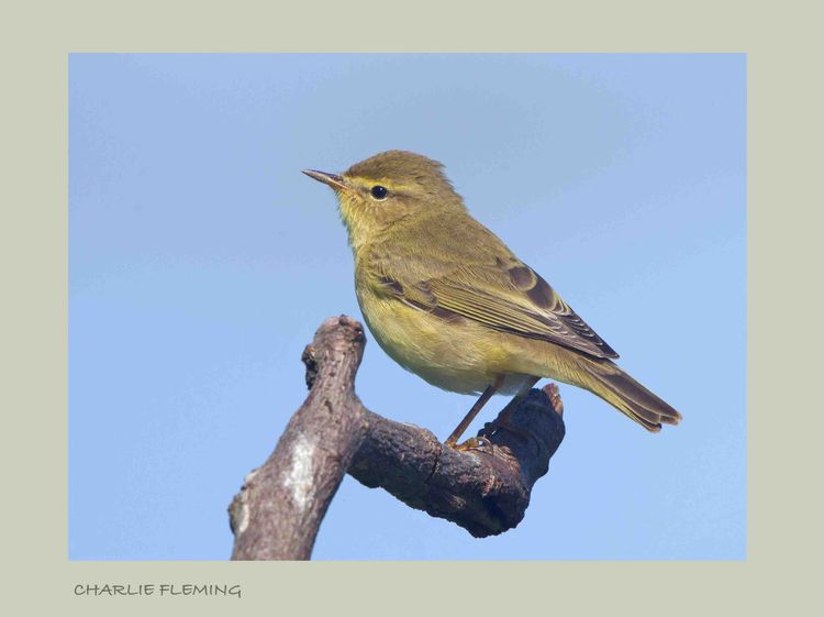 Willow Warbler on Dartmoor