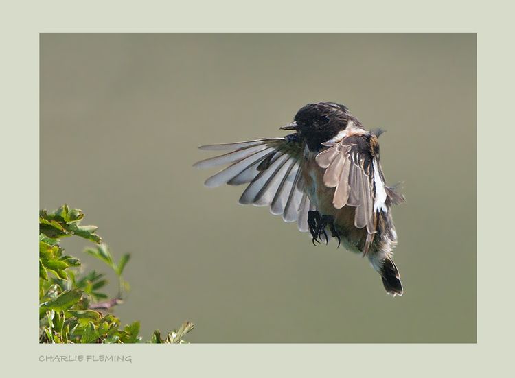 Redstart in Flight