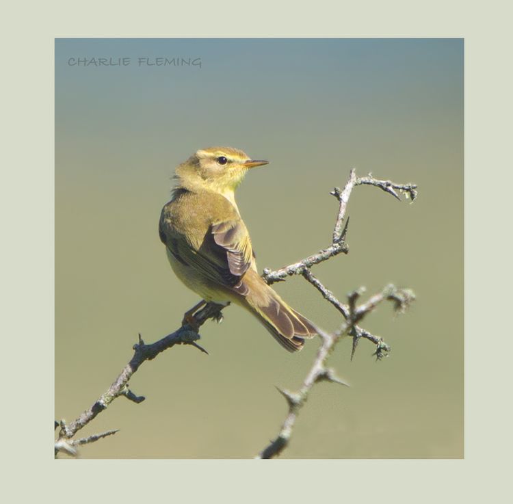 Willow Warbler in the sun