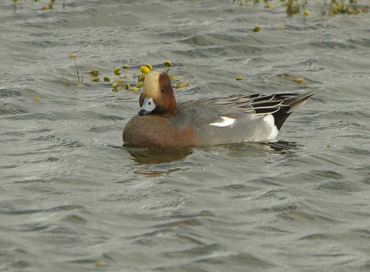 Widgeon
