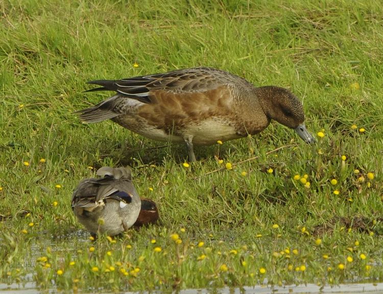 Widgeon and teal